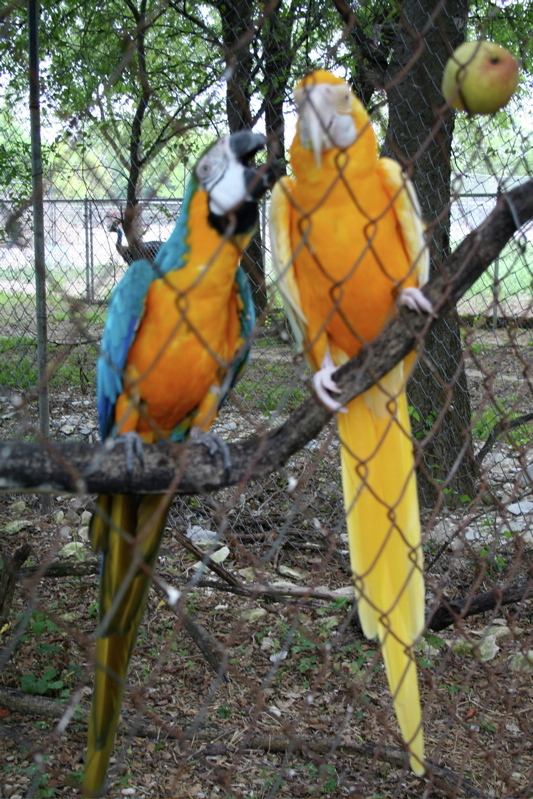 More Pictures - Gary's Golden Macaws